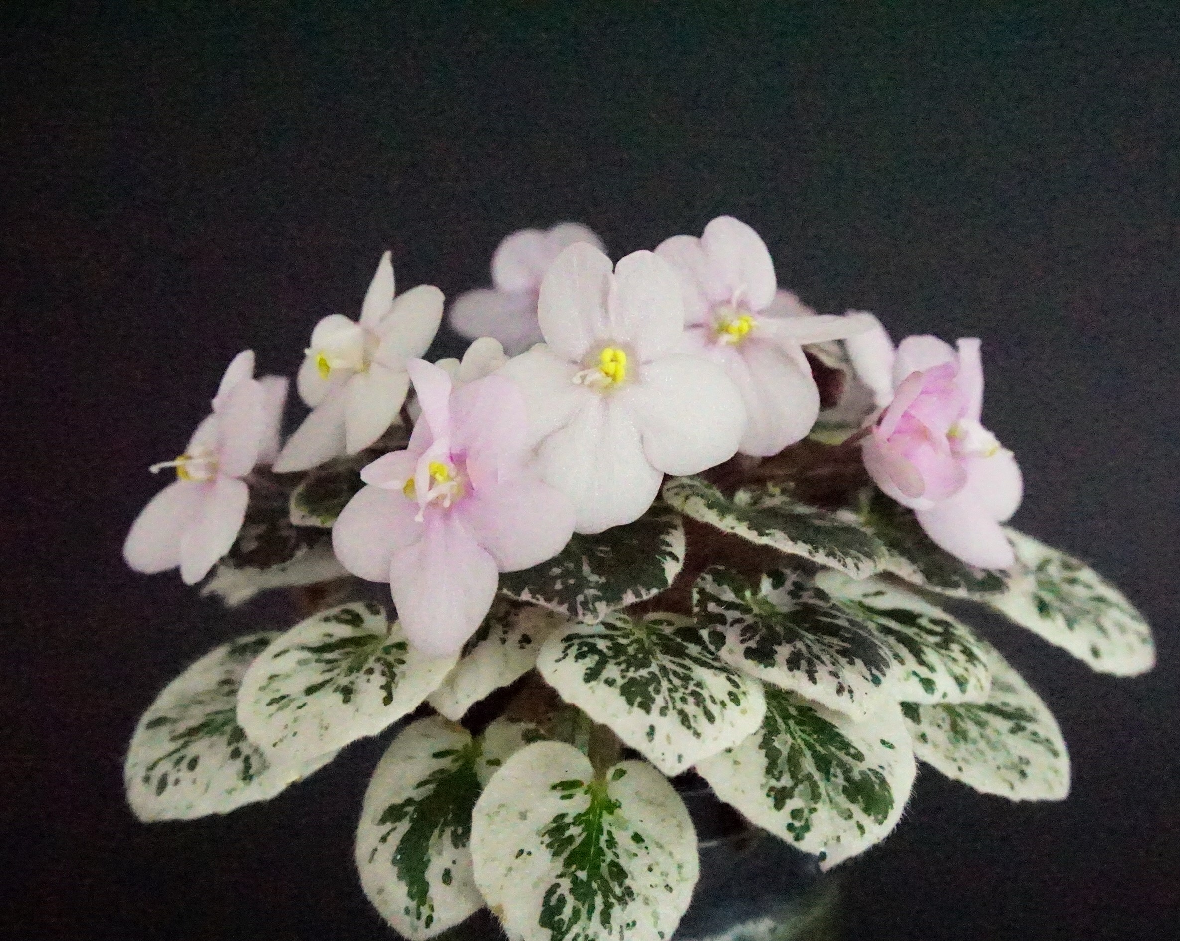 Pink Dove (S. Sorano)