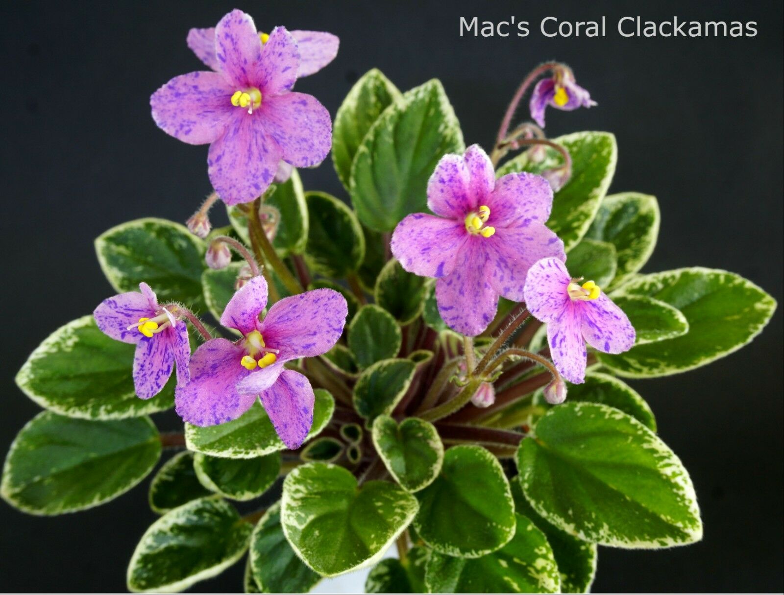 Mac's Coral Clackamas (G.McDonald)