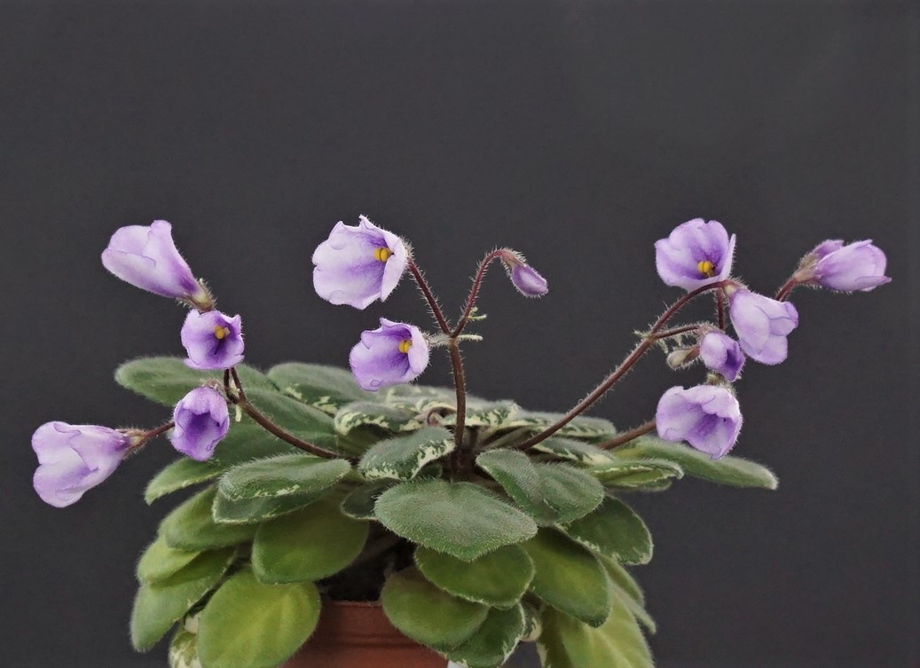 Sky Bells (A. Murphy)  химера, спорт