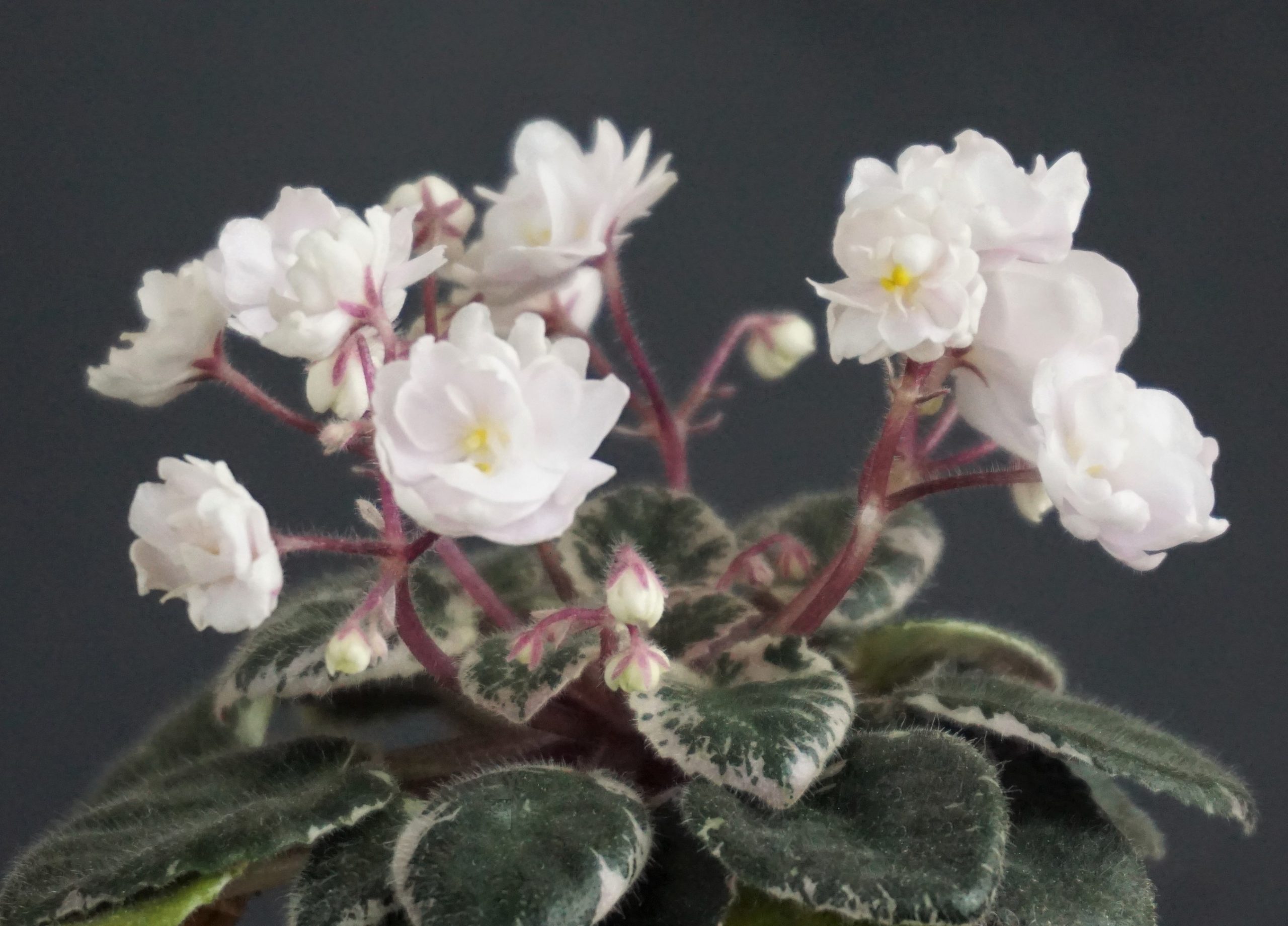 White Dew (H.Pittman)