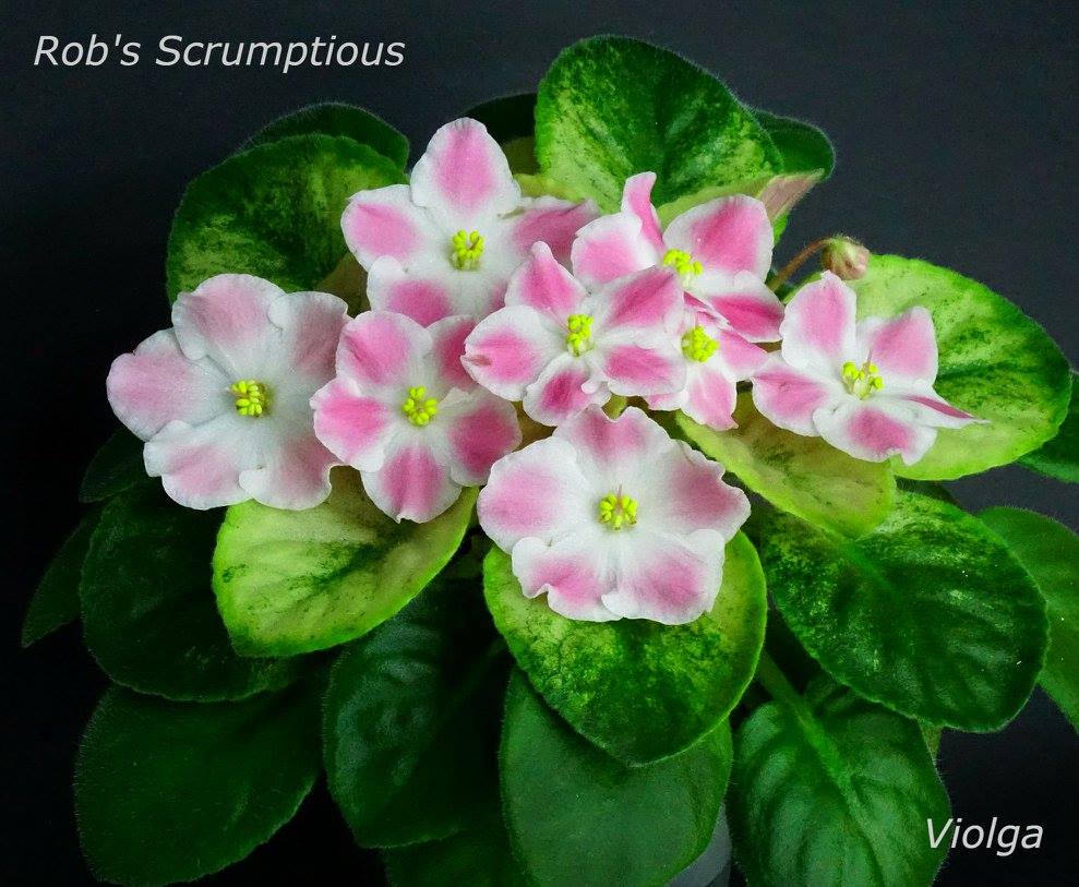Rob's Scrumptious (R. Robinson)