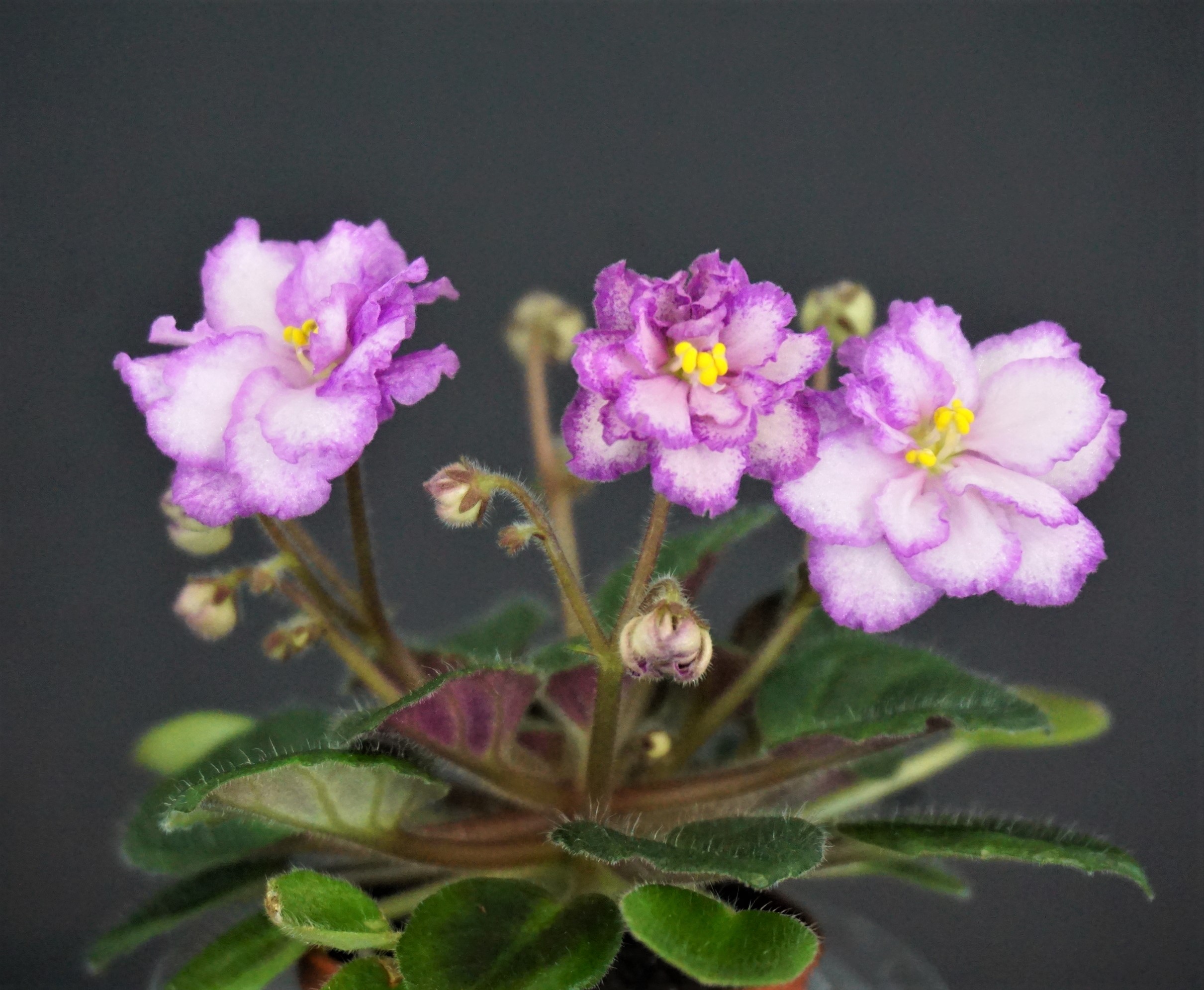 Morgan's Val Flora (C.Eros)