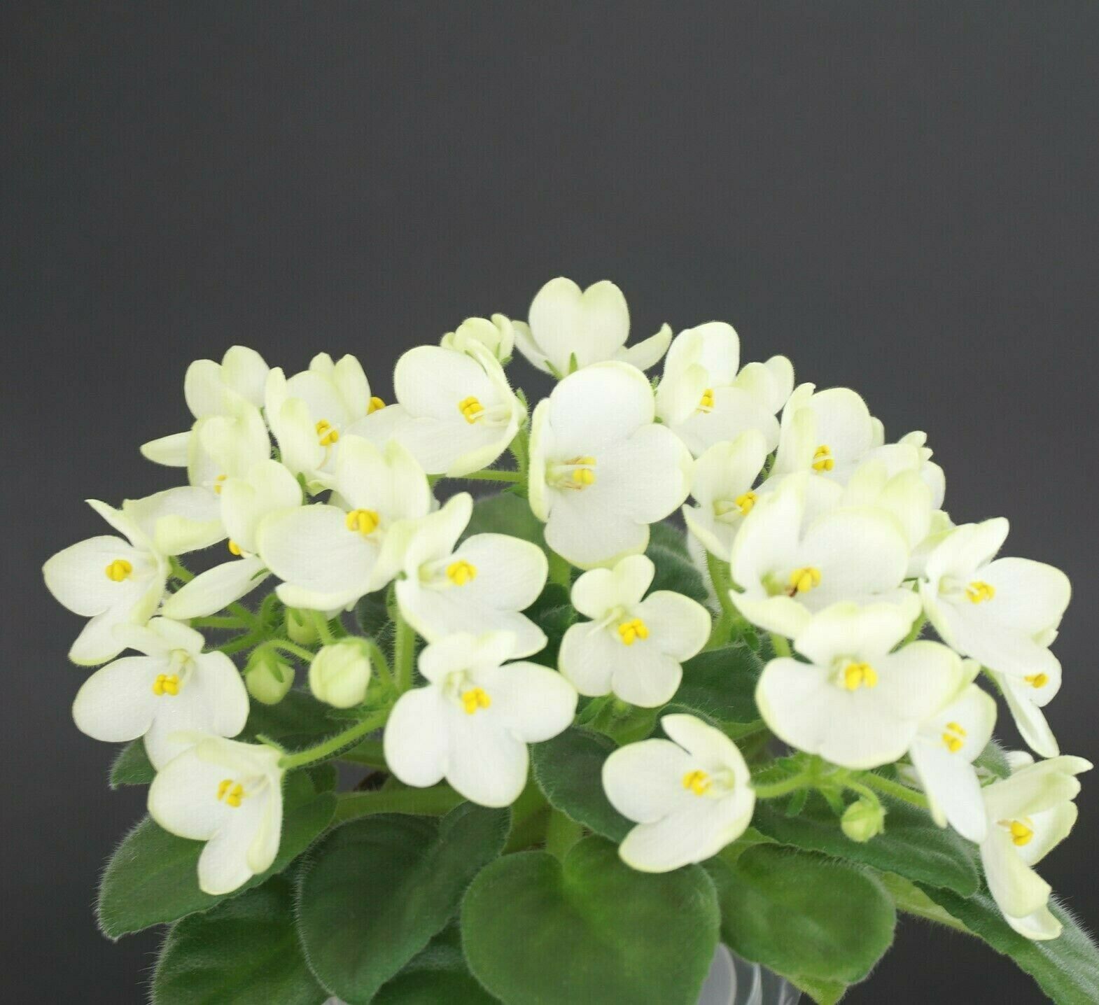 Mac's Misty Meadow (G.McDonald)