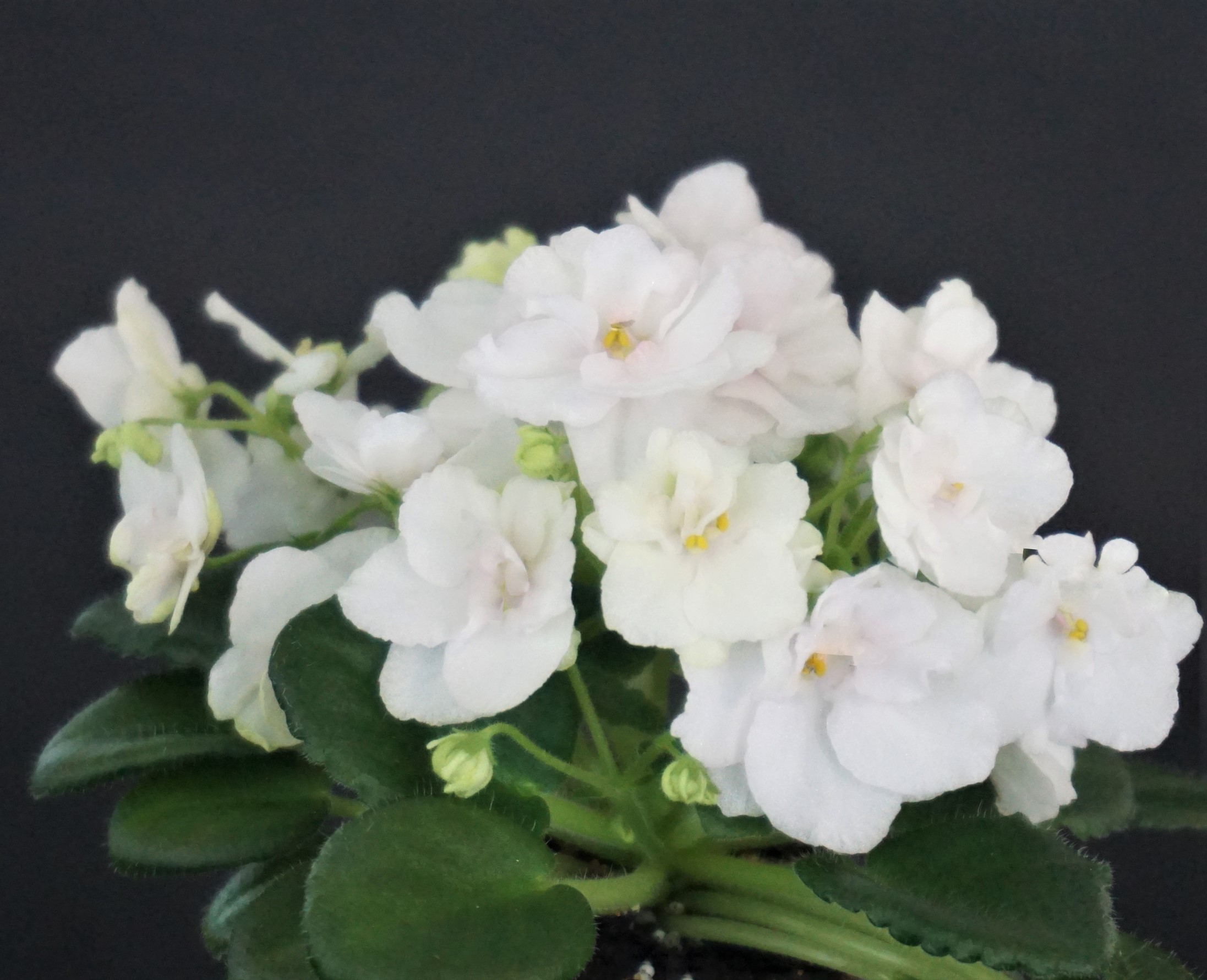 Morgan's Queen Jane's Crown (C.Eros)