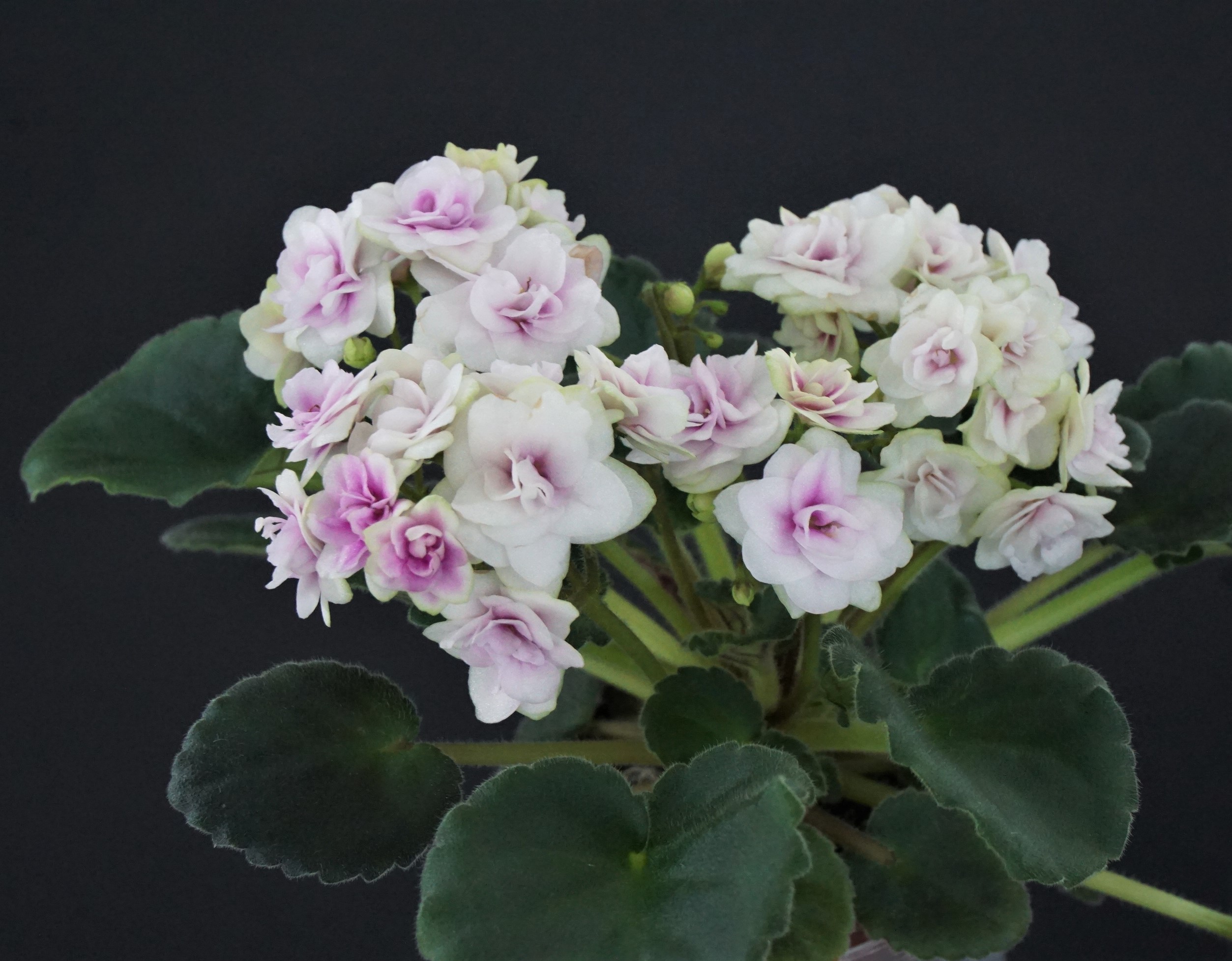 Optimara Little Emerald (M.Holtkamp)