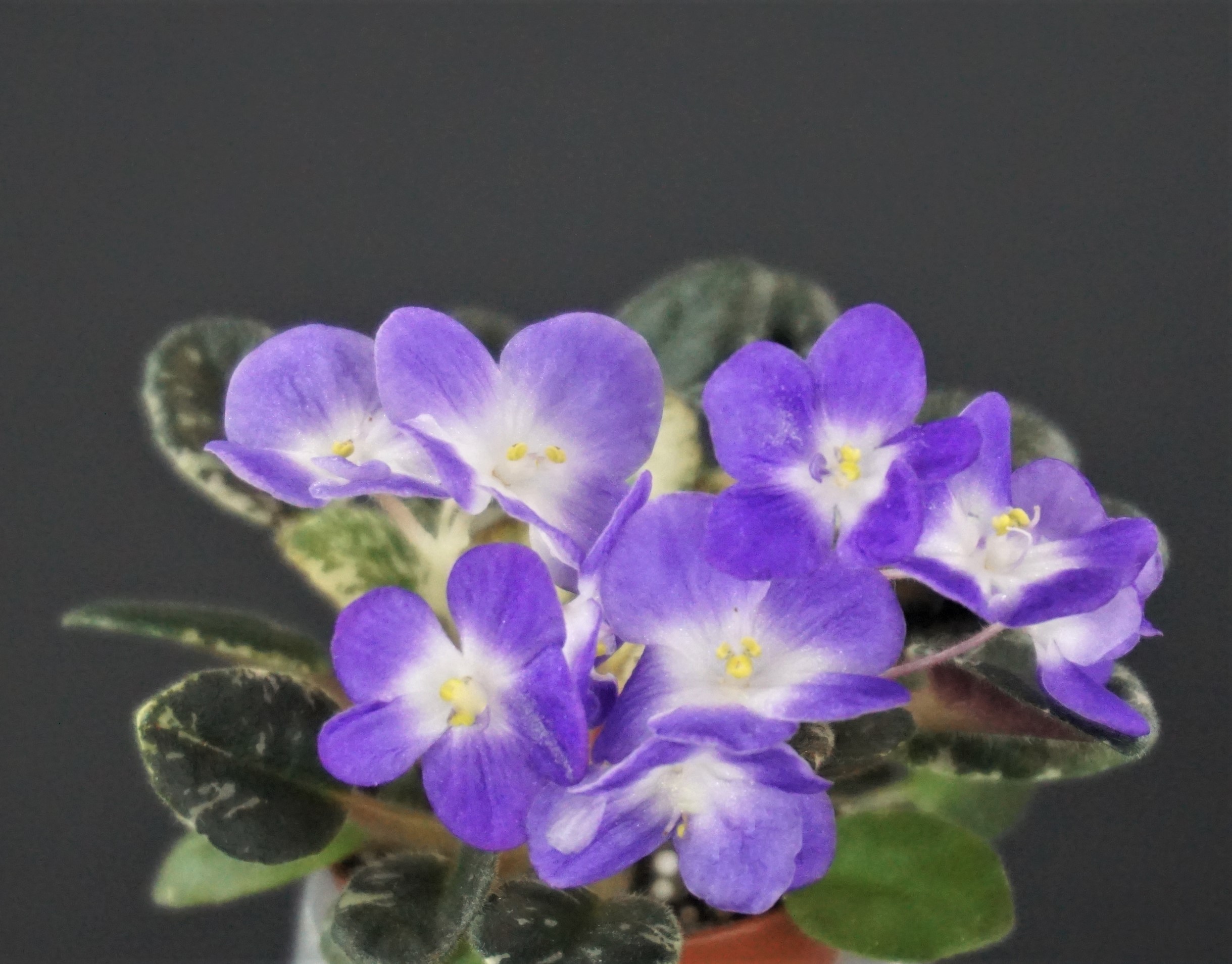 Shirl's Grape Ice (S.Sanders)