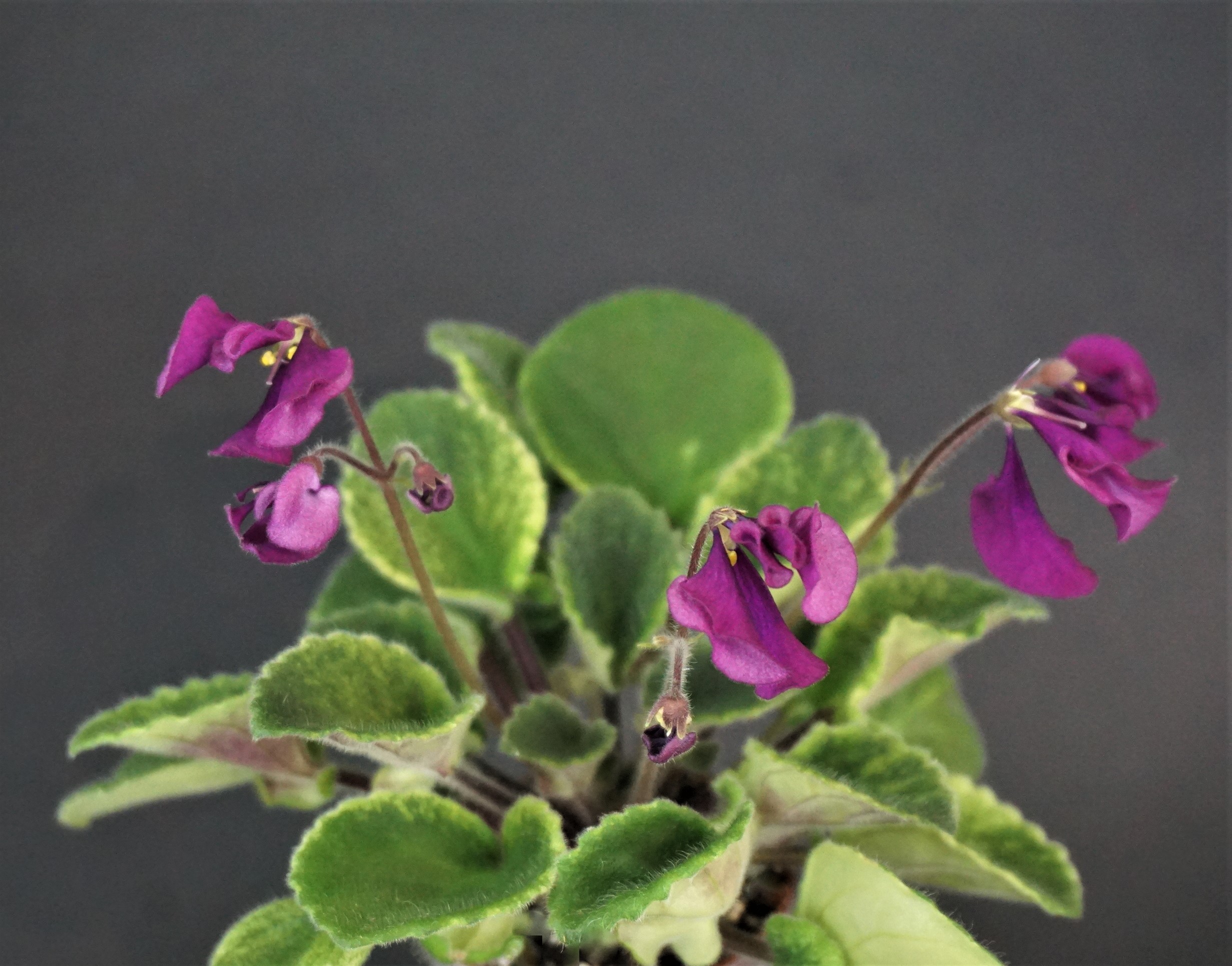 Vi-Bella (I.Viblaya)