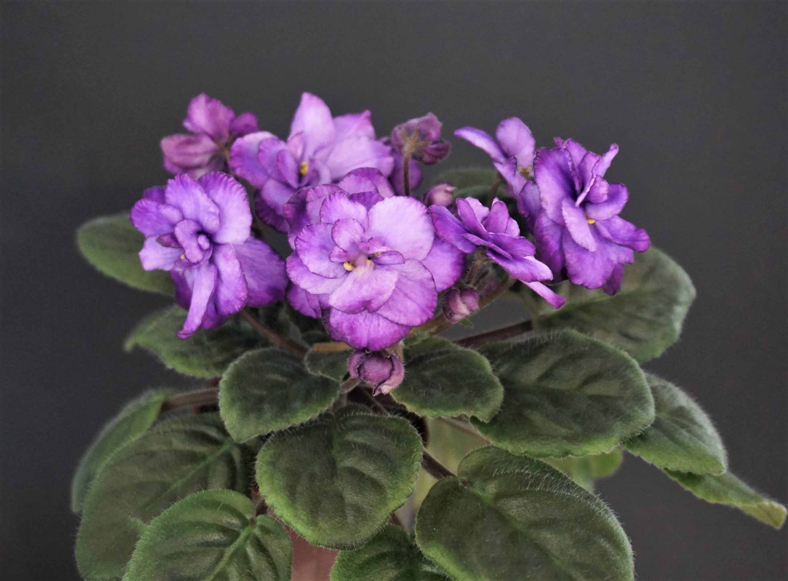 Allegro Nocturne (J. Stromborg)