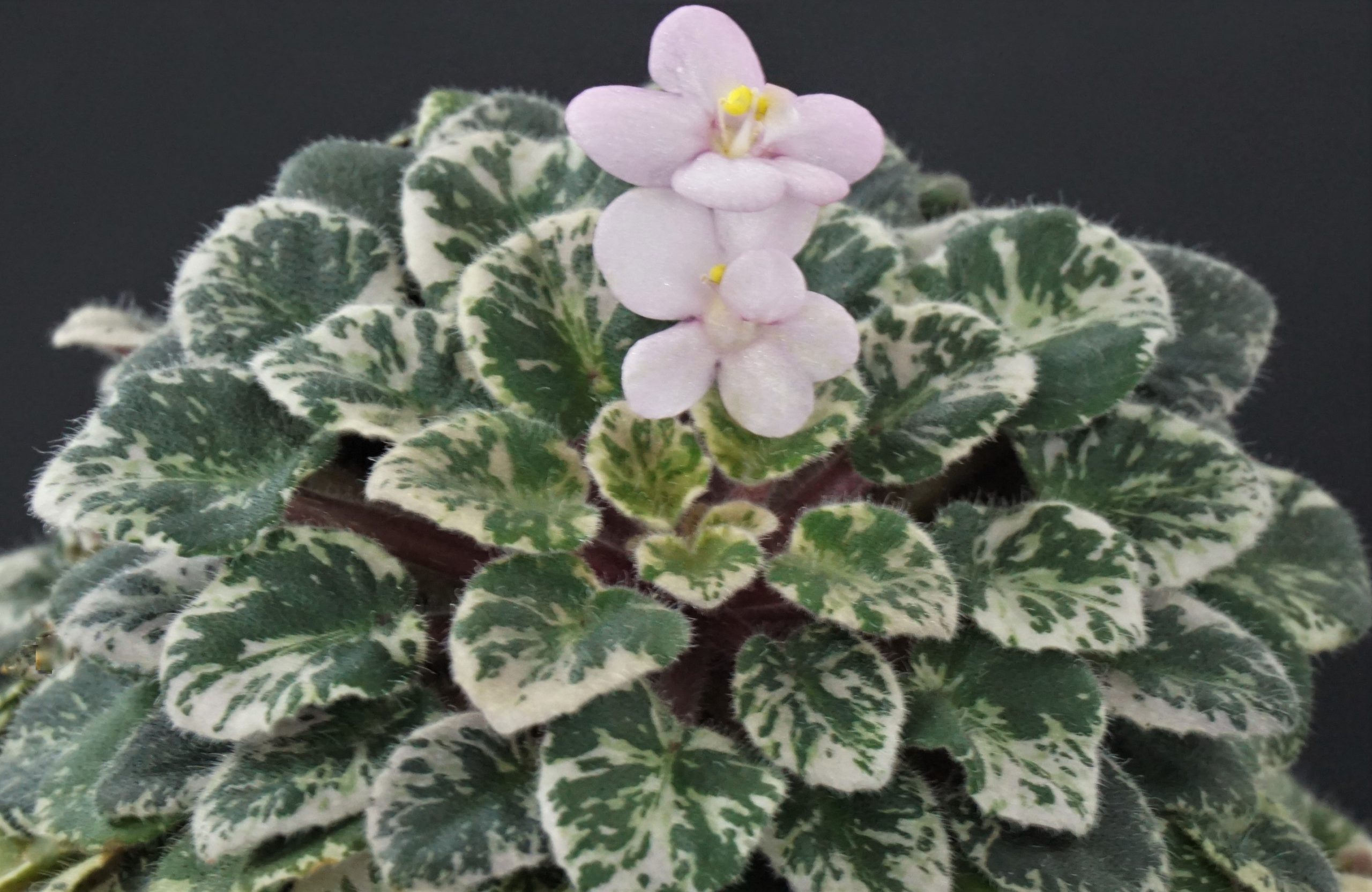 Flashy Angel (S. Sorano)