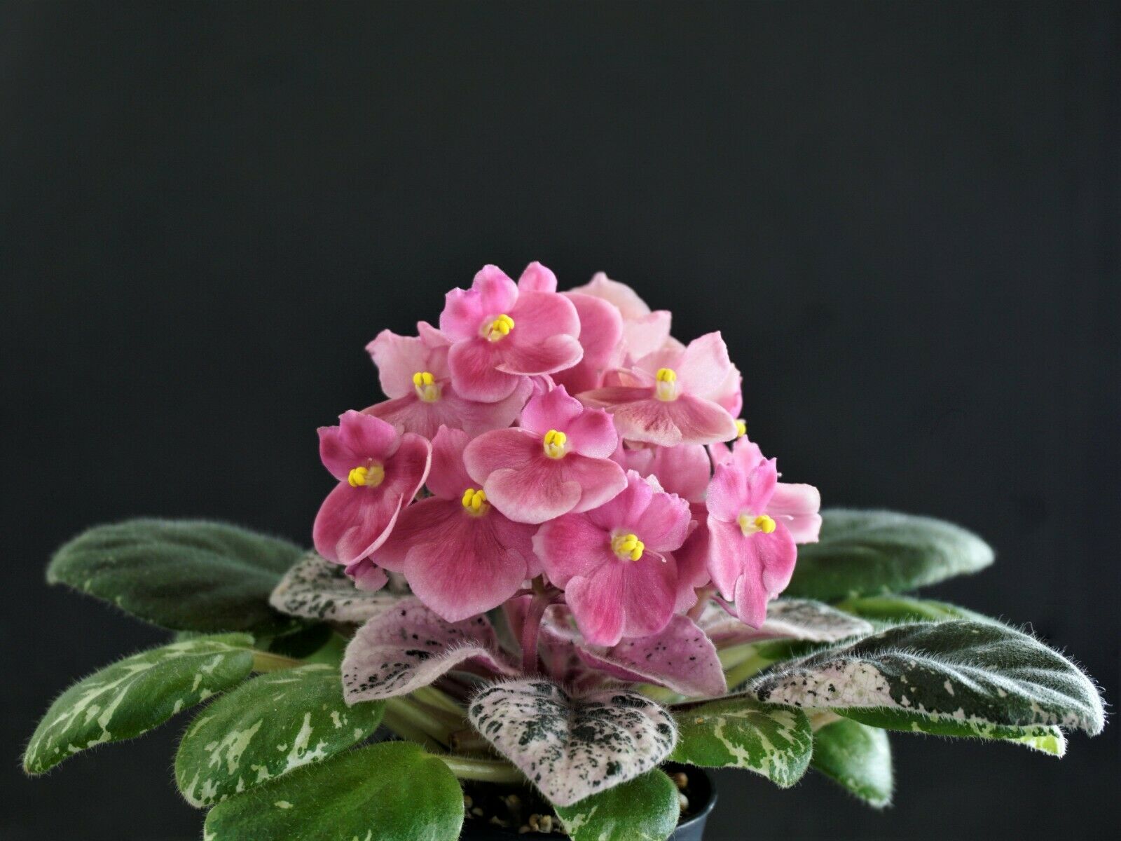 Mac's Maginal Mandarin (G.McDonald)