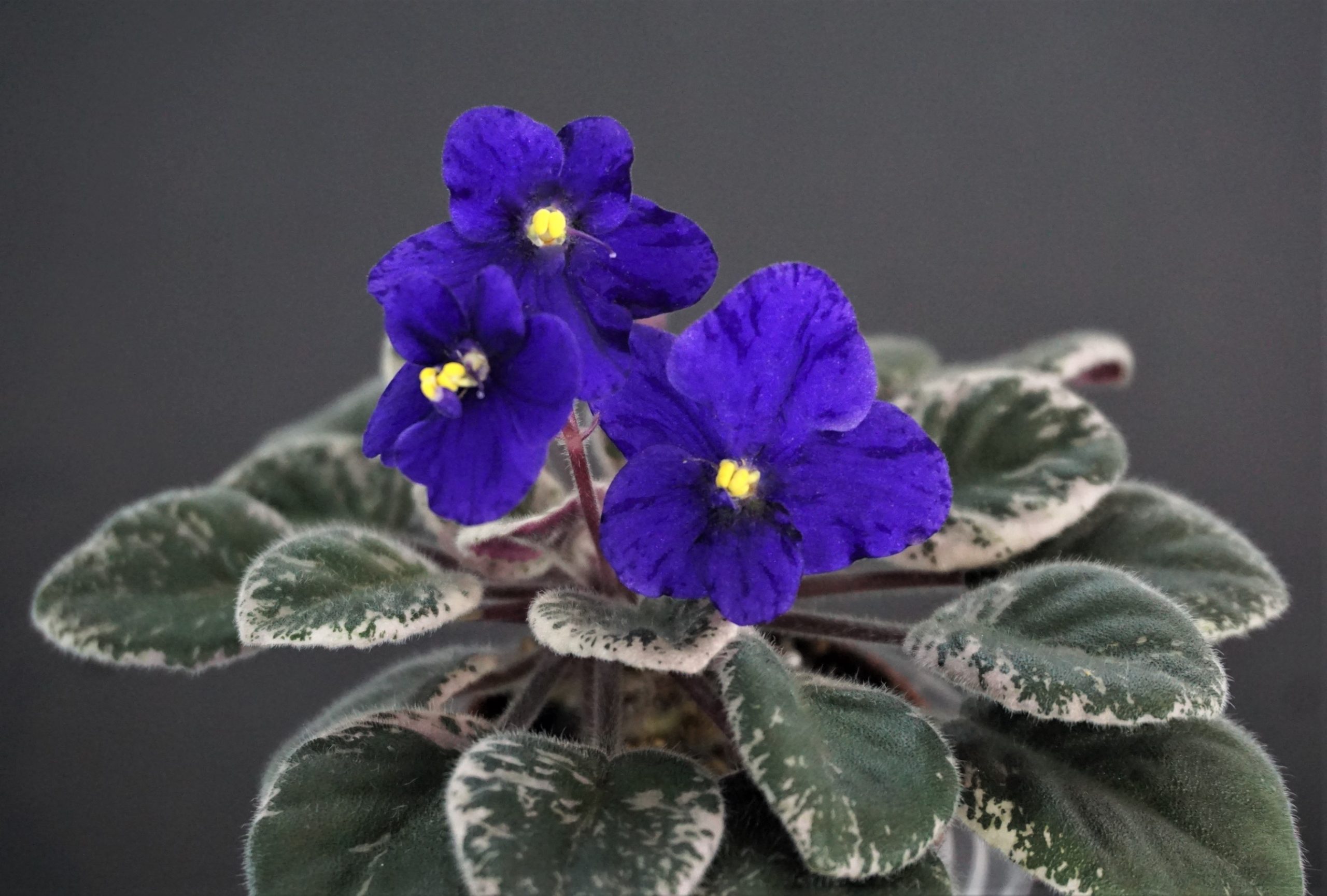 Mac's Very Indigo (G.McDonald)