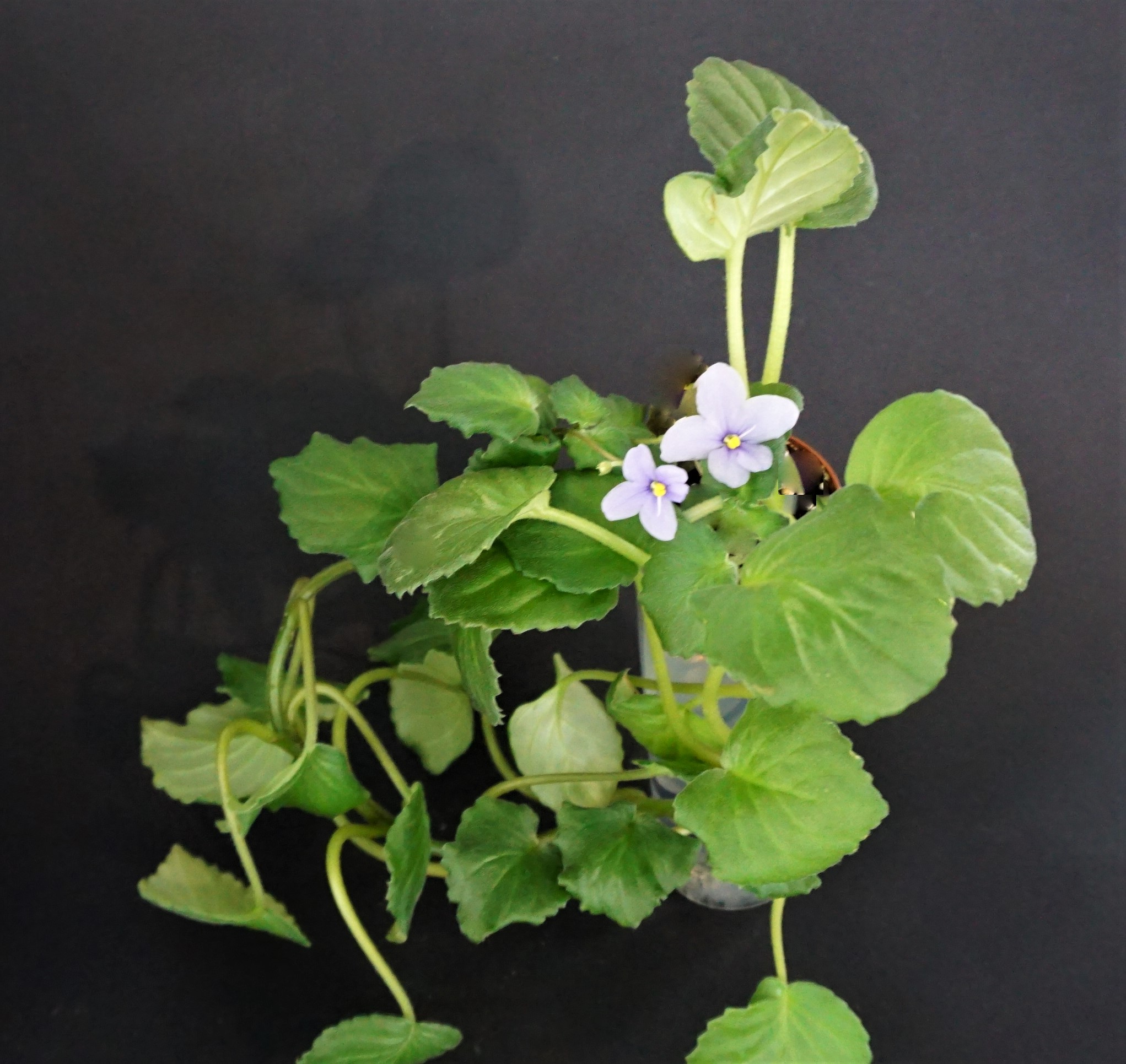 Saintpaulia ionantha subsp. grotei
