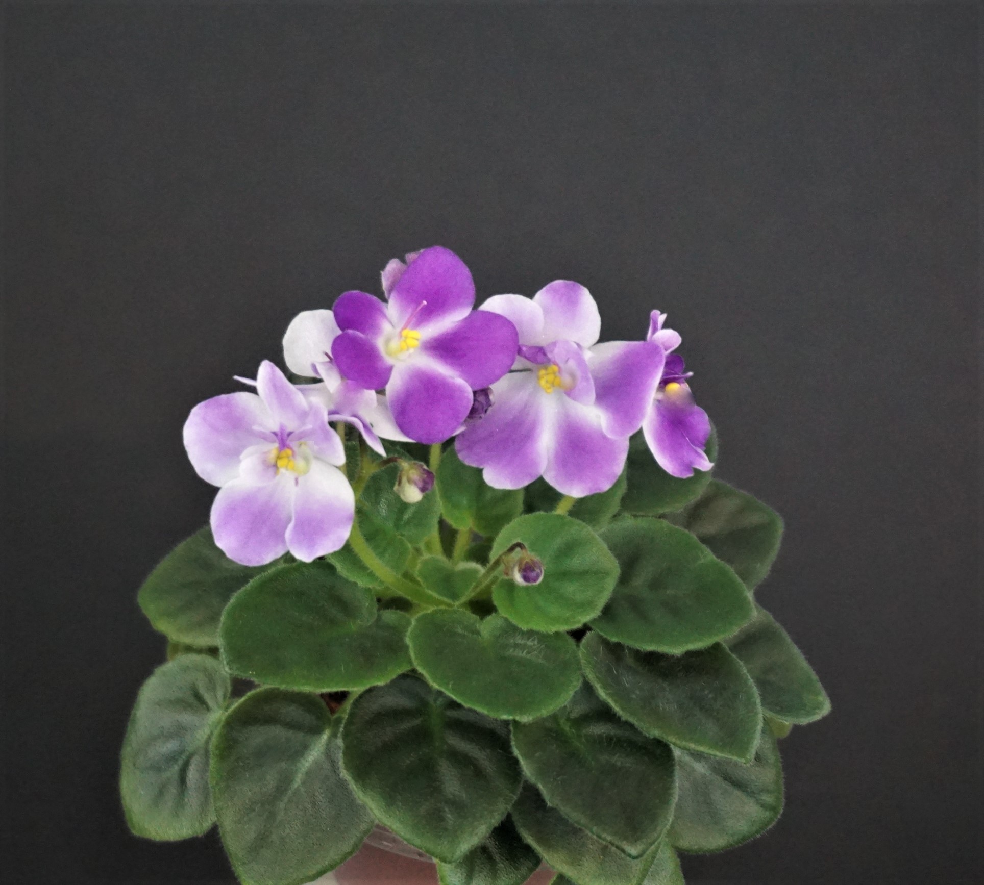 Ness' Little Lilac (D.Ness)