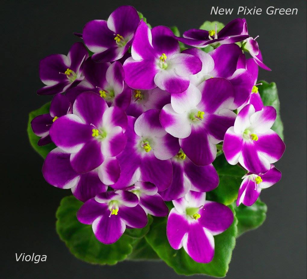 New Pixie Green (G.McDonald)
