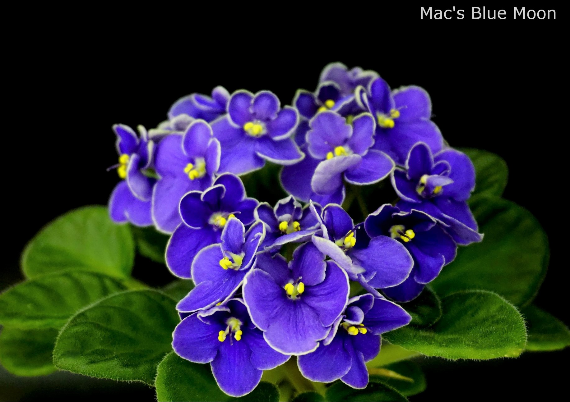 Mac`s Blue Moon (G.McDonald)