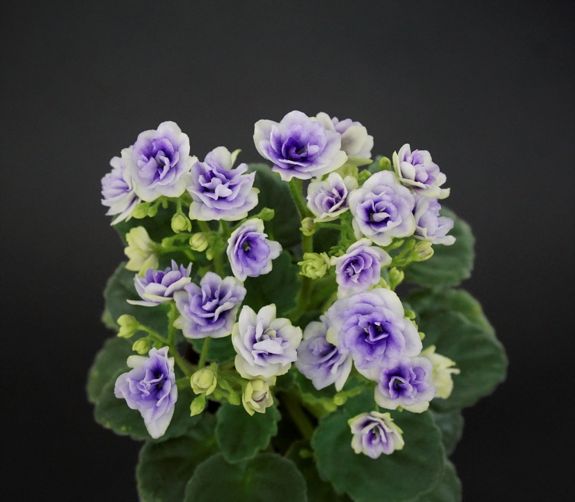 Optimara Little Moonstone (M.Holtkamp)