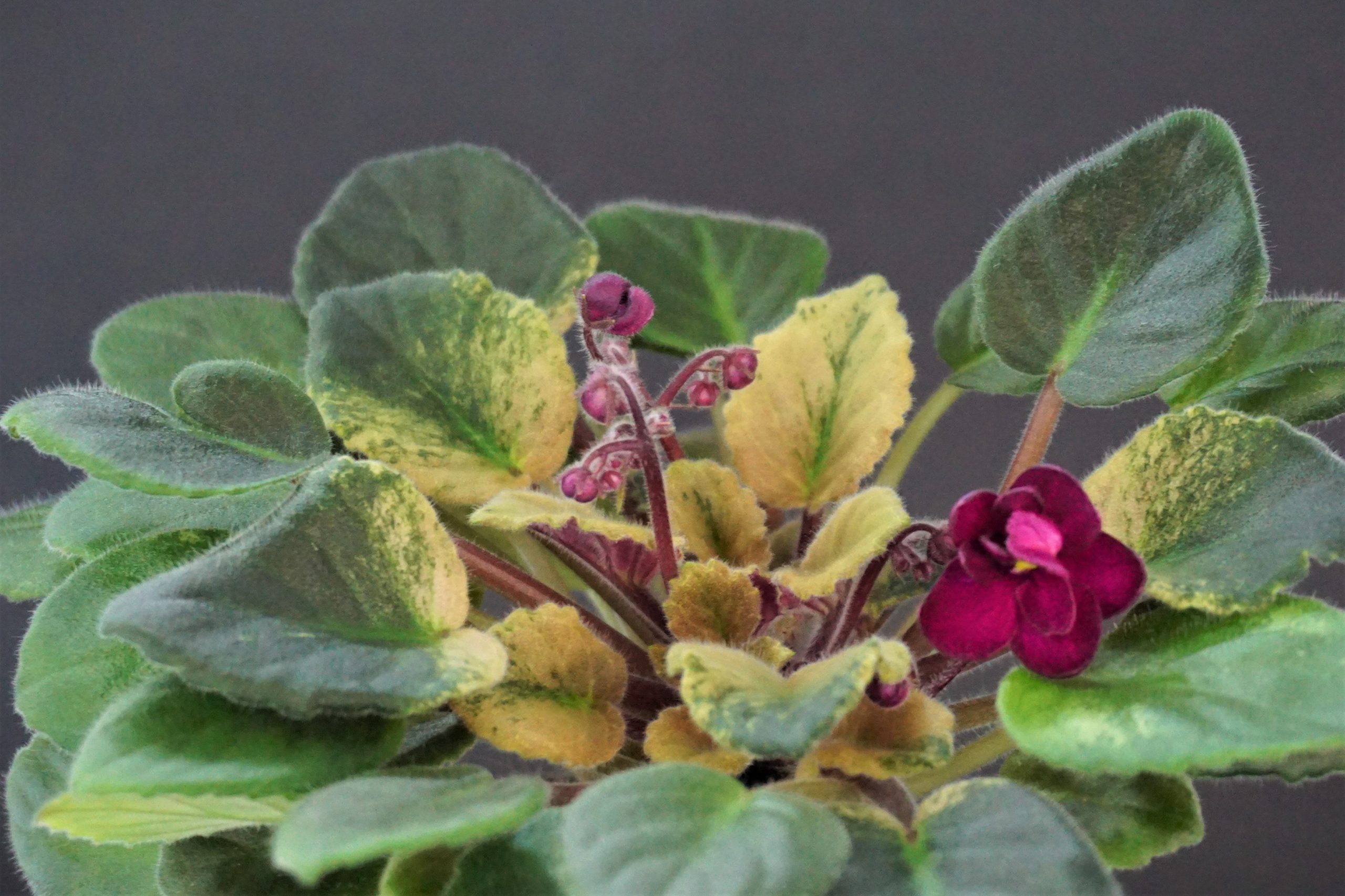 Celina Red Jewel (H.Pittman)