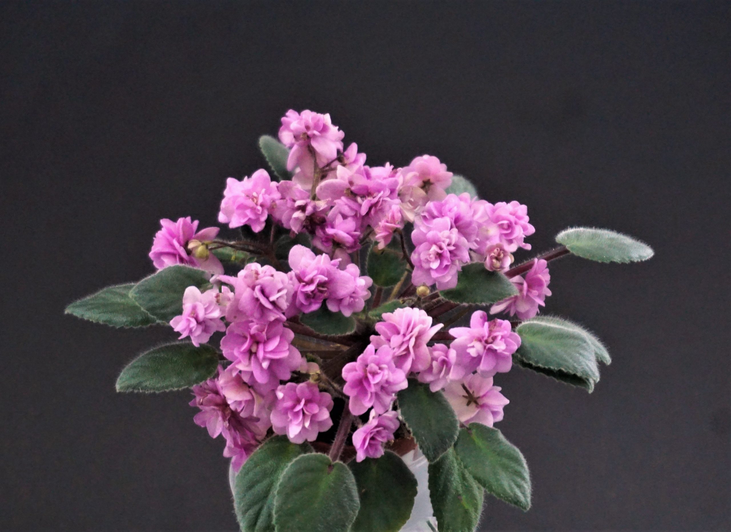 Orchard's Pink Chiffon (R.Wilson)