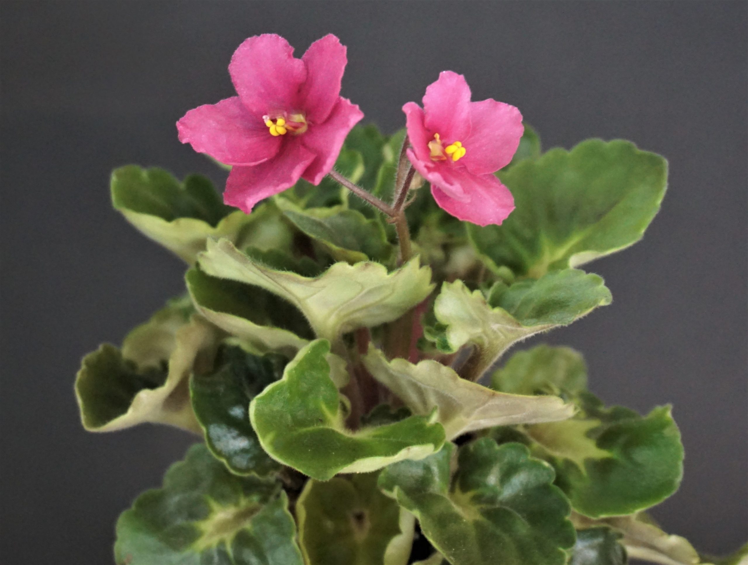 Pink-eyed Jenny Girl (R. Baxter)