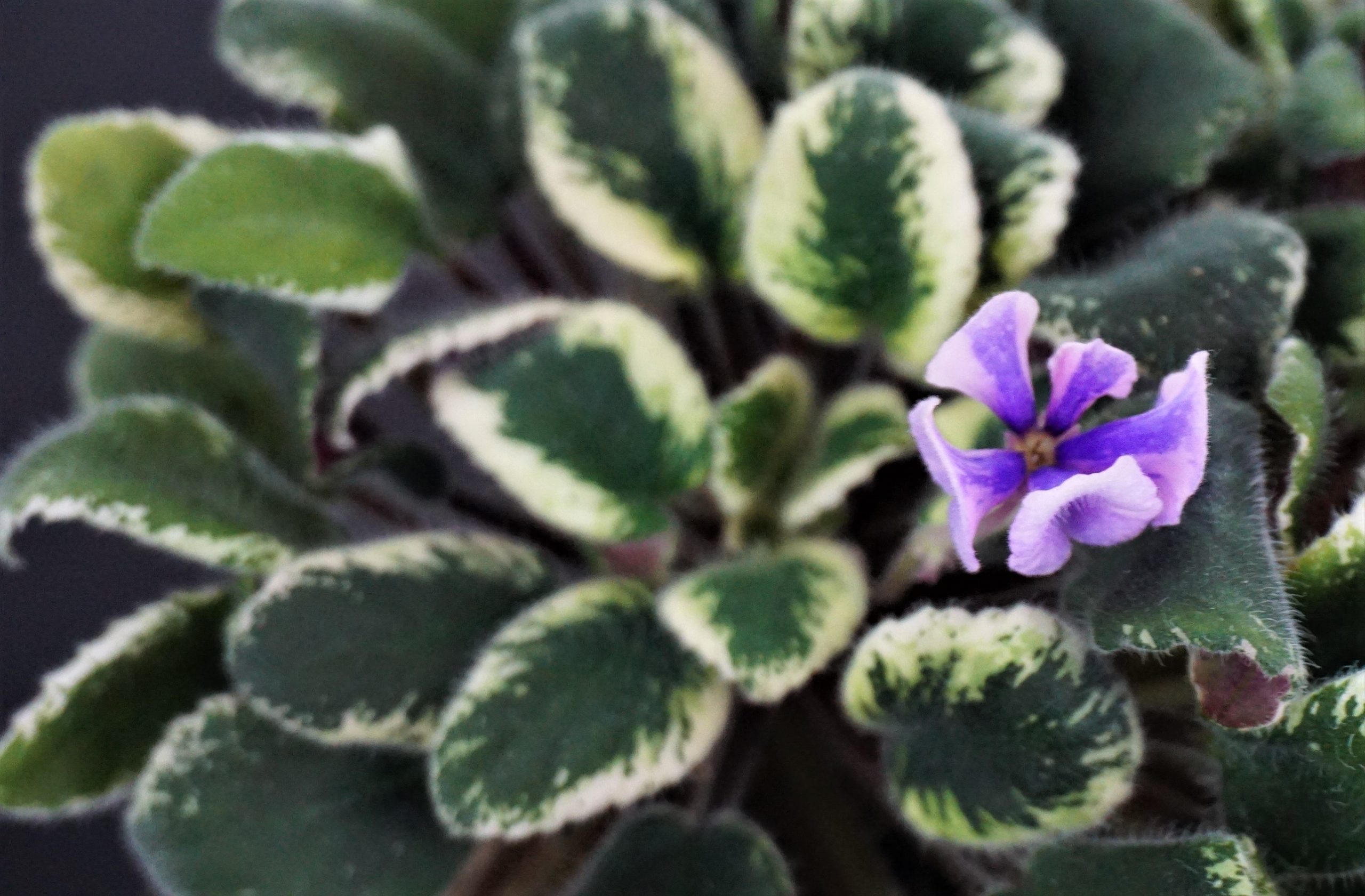 DS-Mistique Flower (Dimetris)
