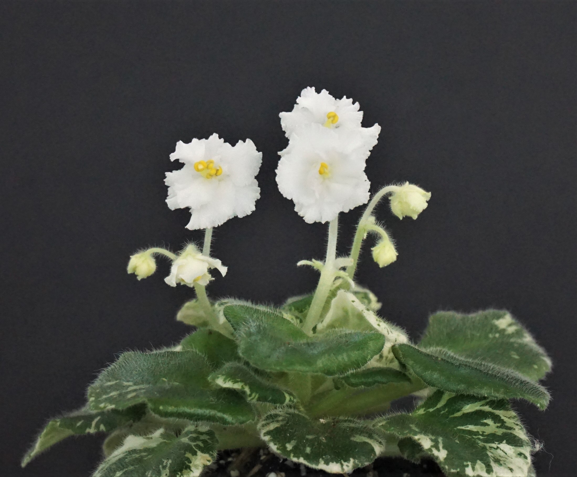 Ruffled Joy (H.Pittman)