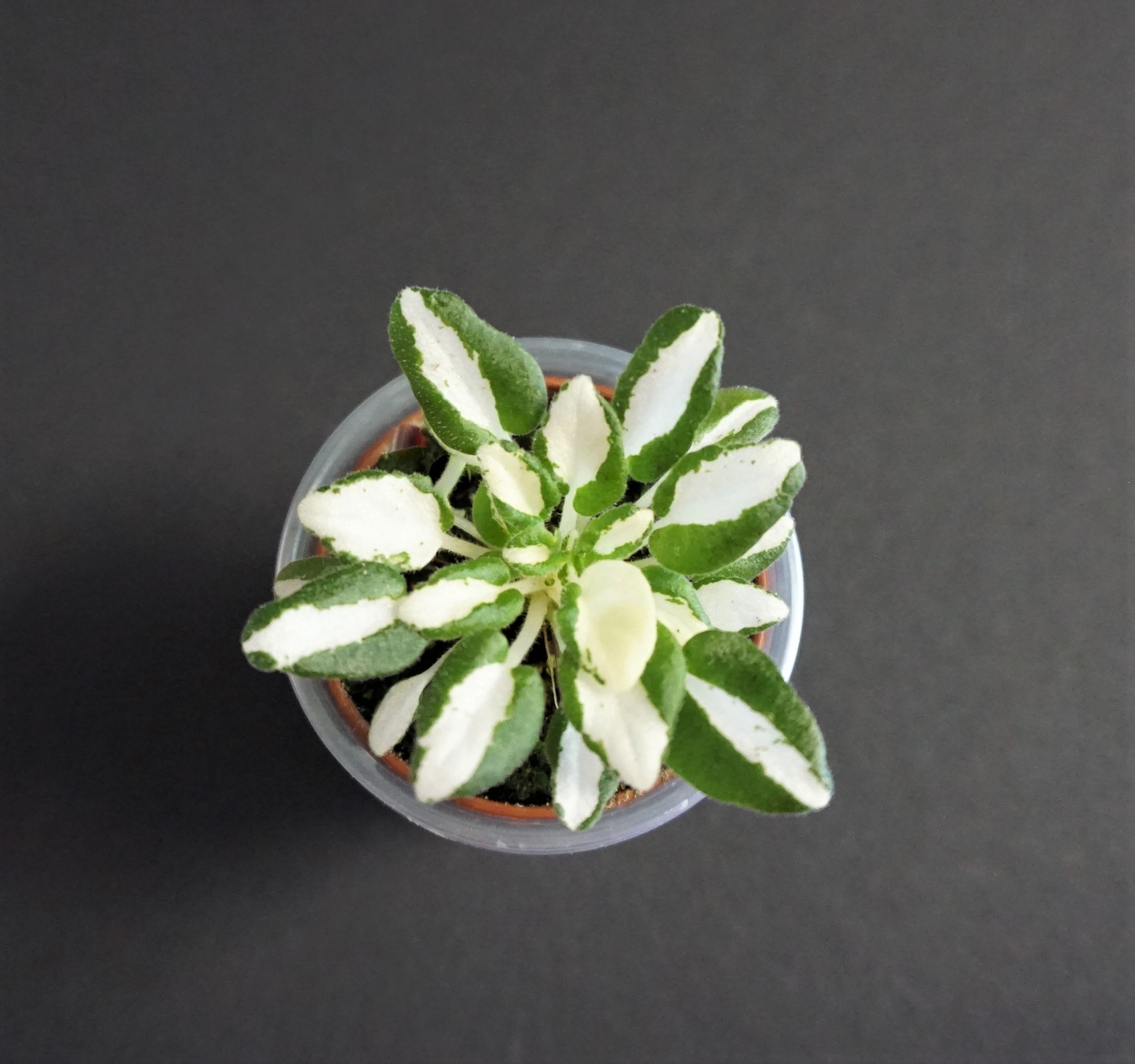 RUD-Green and White (Е.Рудницкий)